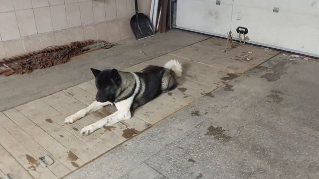 Ларсон. Пройден четвёртый уровень команды лежать-5 минут (серьёзная выдержка). смотреть онлайн