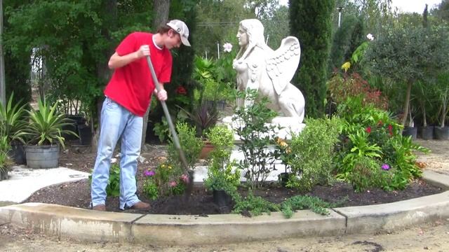 *Plant Blue Pacific Juniper Shrub* +Correctly+Juniperus conferta+ смотреть онлайн