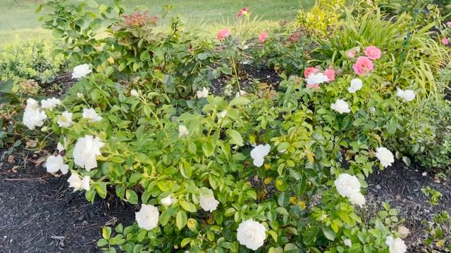 ? Summer Memories Rose  Kordes Romantic Rose  1st Season