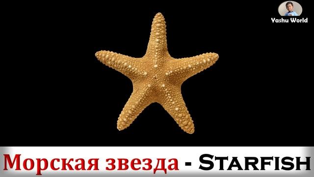 Морские животные - Sea Animals in Russian & English смотреть онлайн