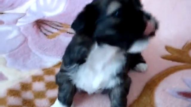 щенки лхаса апсо смотреть онлайн