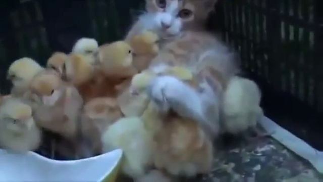 Прикольные животные. Птенцовый кот.