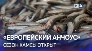 В Новороссийске начался сезон вылова хамсы?