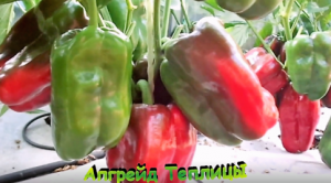 "Перцы" #Огород #Сад #Дача