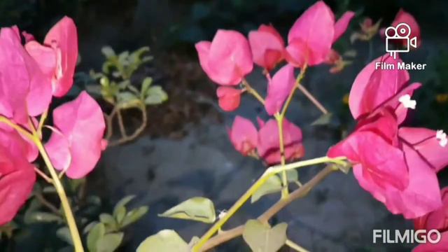 Bougainvillea Ideas orange pink and purple bougainvillea смотреть онлайн