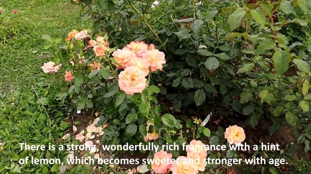 Rose 'Lady Marmalade' (Floribunda). Always one of the first Roses to start flowering. смотреть онлайн