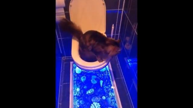 Кошка ходит в туалет 2 смотреть онлайн