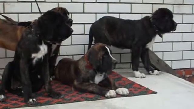 medelyan mastiff 3-month (3 месяца) /5/ смотреть онлайн