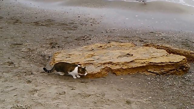 Одесса. Чёрное море-9 смотреть онлайн