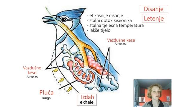 Školska prezentacija o pticama смотреть онлайн