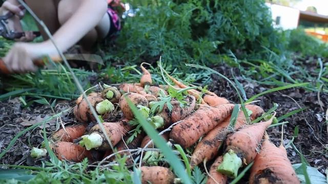 1/8 Acre Abundance: FULL TOUR + BEST TIPS for Growing смотреть онлайн
