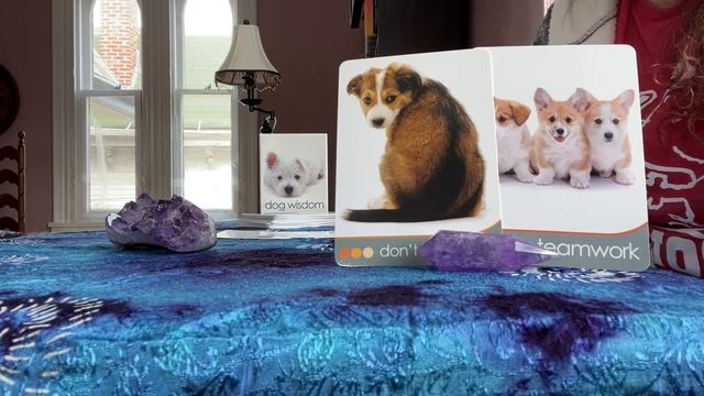 April 2021 All Signs Connect with Kristin and Duke Dog Wisdom Oracle Deck Reading смотреть онлайн