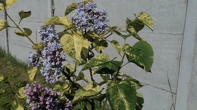 Необычная сирень, пестролистная сирень смотреть онлайн