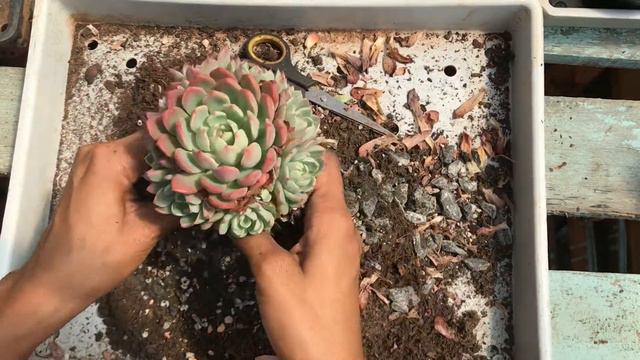Tirando mudas da ECHEVERIA SITIFUKUMIANA смотреть онлайн