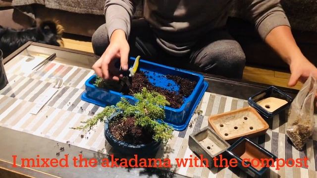 Juniperus communis ‘Green carpet’ bonsai смотреть онлайн