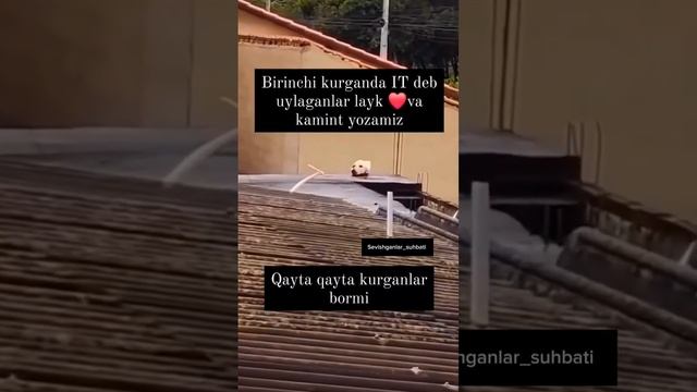 вы как думаете ? ???#собака #кошка