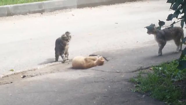 Порнуха у кошек (часть 1) смотреть онлайн