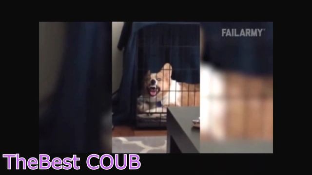 TheBest COUB №2 Что такое студенческая жизнь. смотреть онлайн