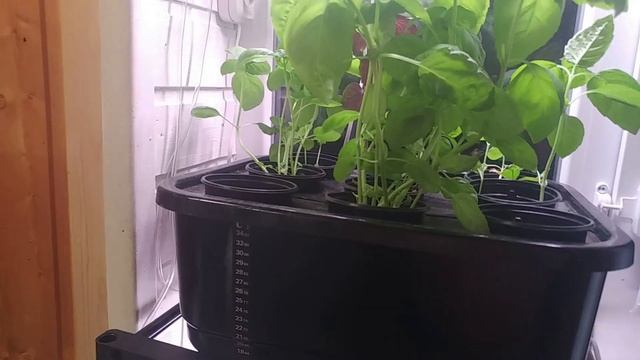 Гидропоника своими руками. Первый опыт смотреть онлайн