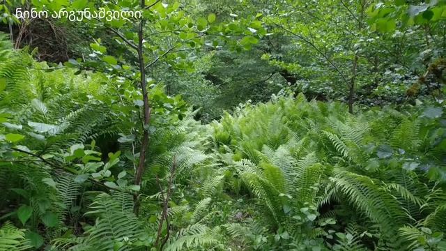 ჩანჩქერი ხარაგაულში.   Waterfall In Kharagauli.  10.05.2021