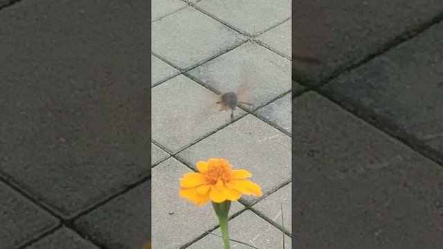 Что за "полосатый мух"??? смотреть онлайн