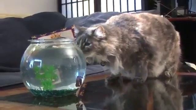 Видео учебник как отучить кошку от домашних рыбок смотреть онлайн