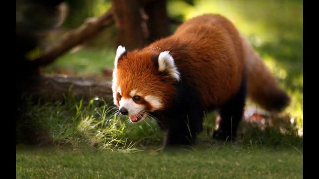 Welcome to Free Desktop Wallpaper's Channel смотреть онлайн