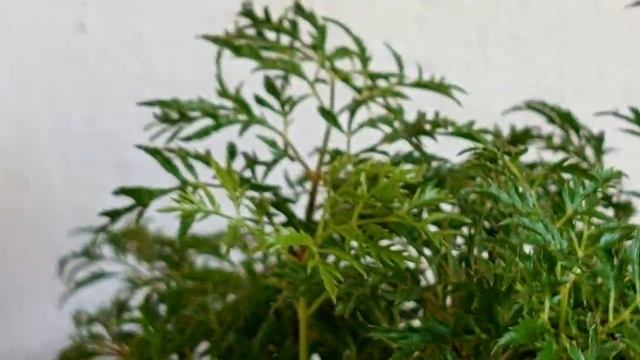 Polyscias fruticosa- Ming Aralia смотреть онлайн