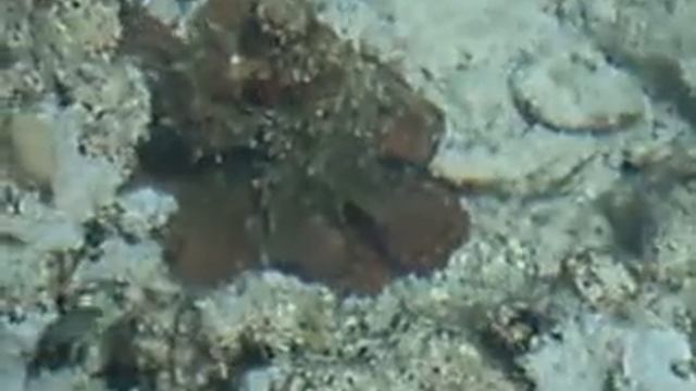 DSCF1523 domina coral bay febbraio-marzo 2013 смотреть онлайн