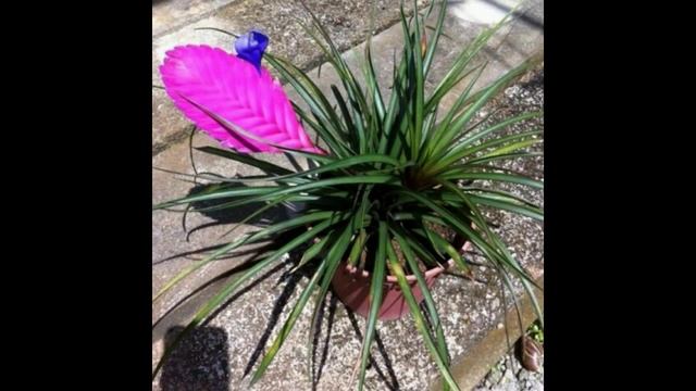 Tillandsia cyanea from Bromeliaceae... смотреть онлайн
