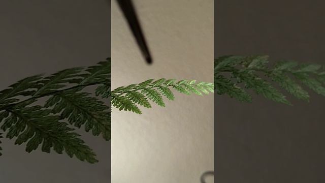 Как цветёт папоротник? #сухоцветы #магазинцветов #цветымосква #гербарий смотреть онлайн