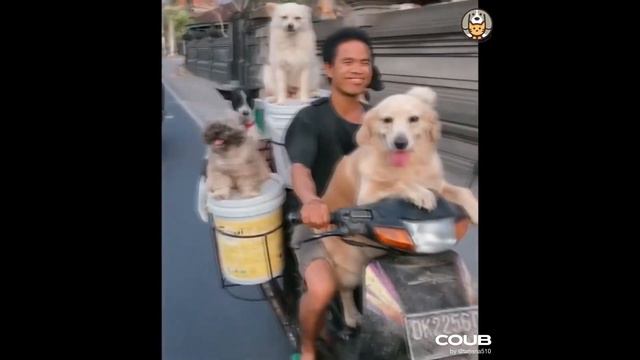 СМЕШНЫЕ ЖИВОТНЫЕ/ПОДБОРКА ПРИКОЛОВ/приколы с животными#2 смотреть онлайн