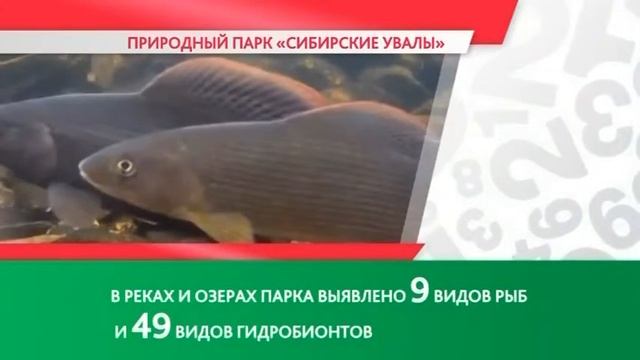 Природный парк «Сибирские Увалы» смотреть онлайн