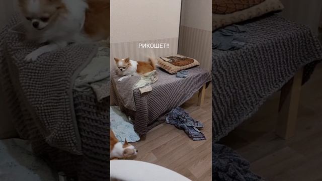 Всем знакома данная фраза?)) #shorts #gammania #миртанков смотреть онлайн