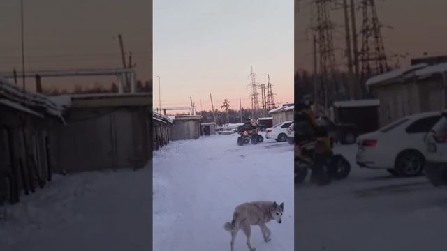 Стелс гепард 650 на гусеницах смотреть онлайн