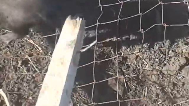 вьетнамский поросёнок на сетке рабица смотреть онлайн