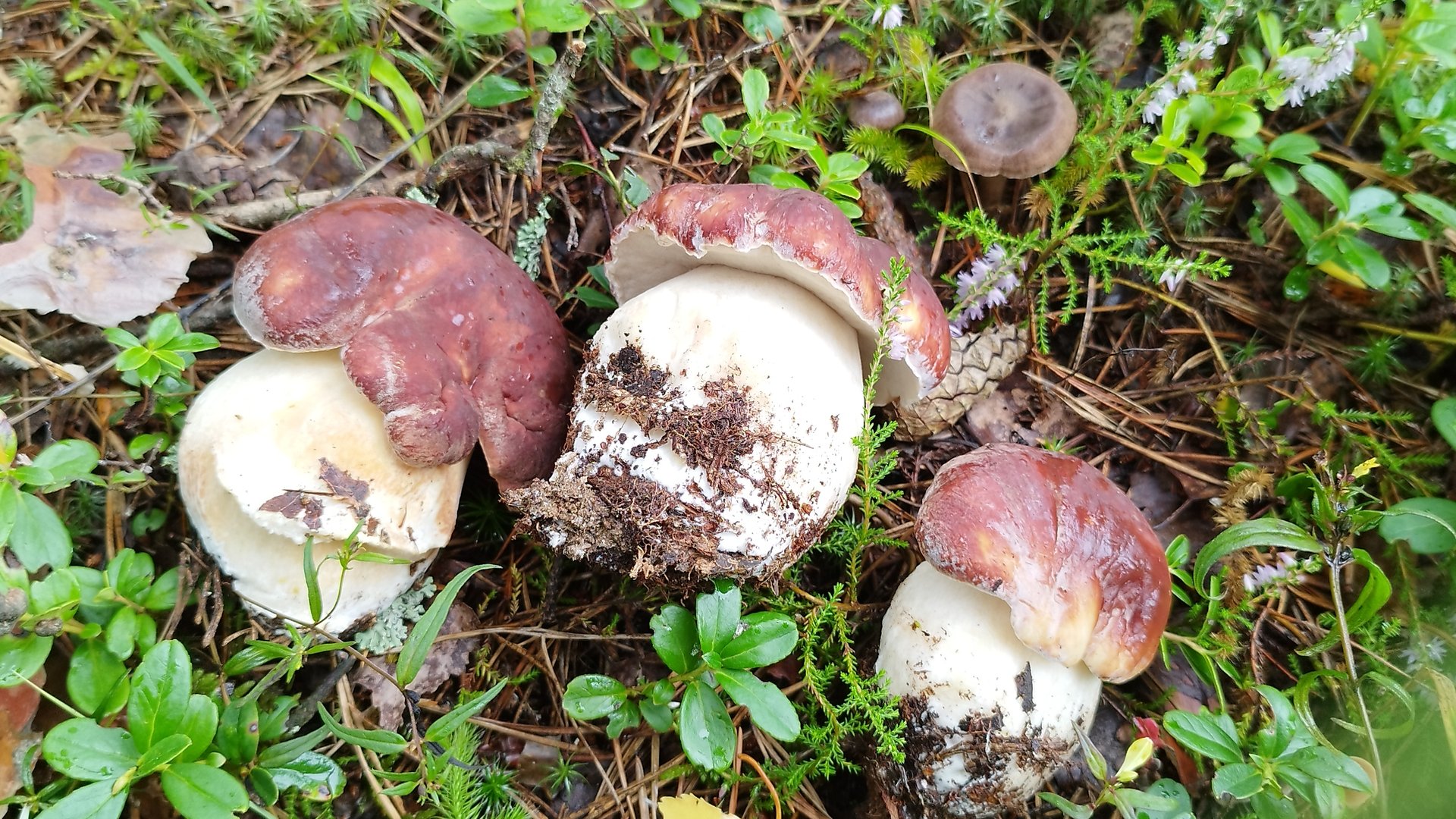 Грибы белые и боровики пошли в лесу смотреть онлайн