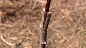 Как привить яблоню на штамб