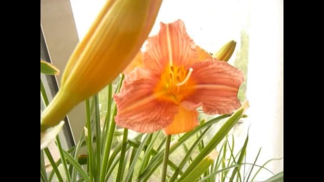 Лилейники на балконе смотреть онлайн