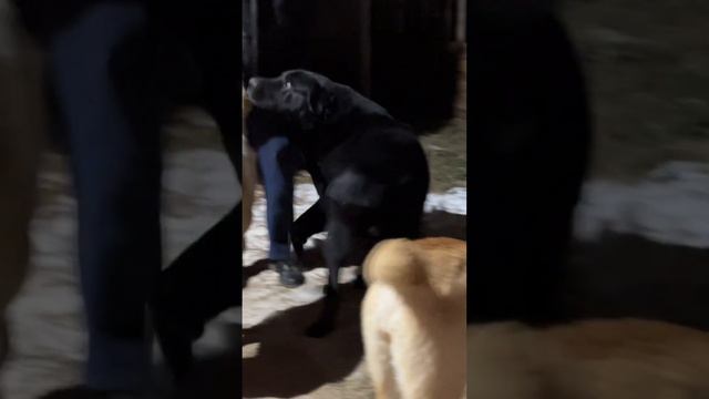 ТАНЦЫ С АЛАБАЯМИ смотреть онлайн