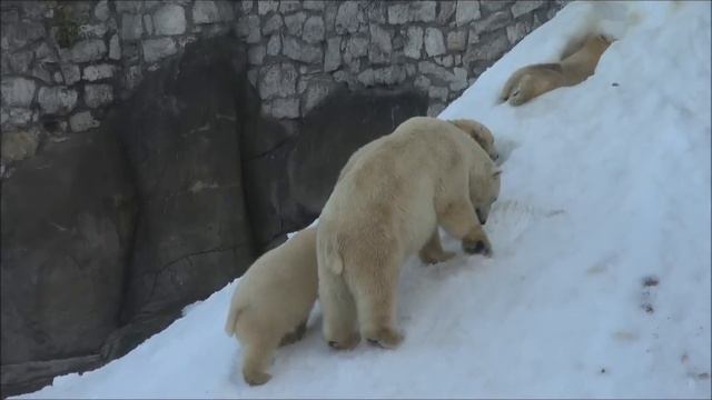 Simona and her triplet cubs enjoy themselves on artificial snow slope at Moscow Zoo смотреть онлайн