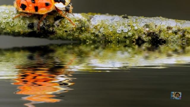 Жизнь станет, словно в макросъемке.Божья коровка в макросъемке. смотреть онлайн