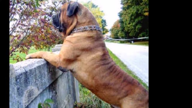 giant bullmastiff смотреть онлайн