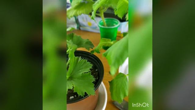 Продолжаю работу с королевскими пеларгониями#pelargonium #пеларгонии #пеларгониясортовая смотреть онлайн