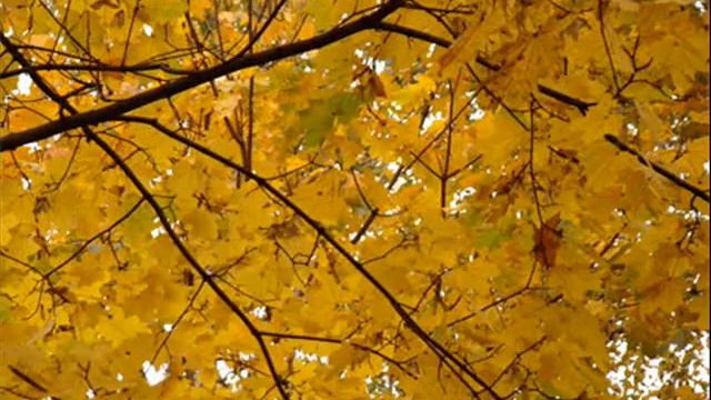 представление на мисс осень 2011.wmv смотреть онлайн