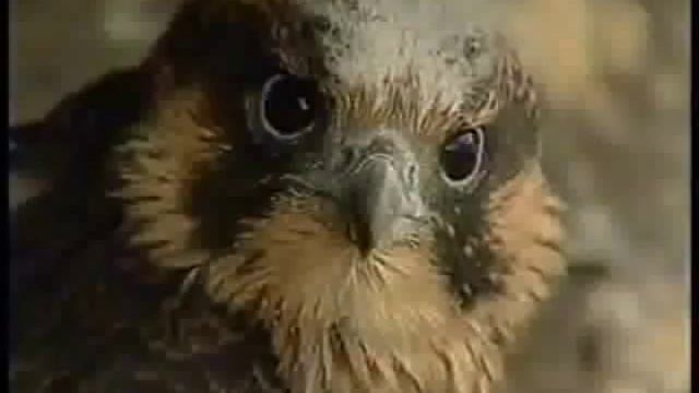 А.Лаэртский. Песня о нанайцах.