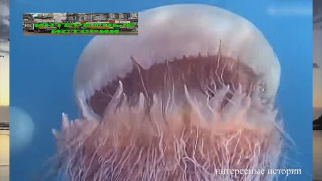 Смертельные монстры из океанских глубин, которые поджидают нас на курортах смотреть онлайн