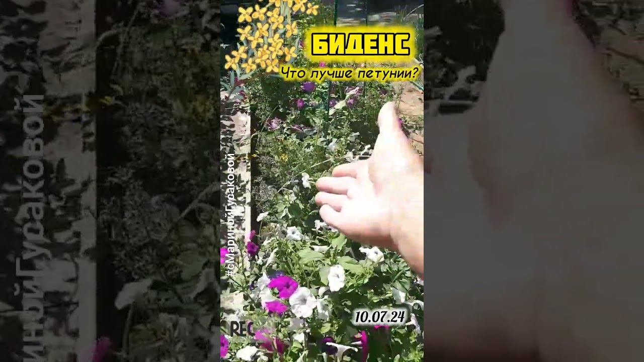 ЦВЕТЫ которые лучше ПЕТУНИЙ? БИДЕНС из семян 10 июля, а посеян был 2 апреля | с Мариной Гусаковой смотреть онлайн
