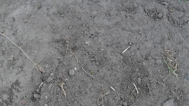 Озимый чеснок и рокамболь (причесночный лук) начало вегетации! смотреть онлайн