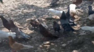 Бакинские бойные голуби Арслана Джалилова с.Губден (Дагестан). Bakı göyərçinləri. Pigeons. Tauben.